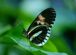 Papilio Rumanzovia Butterfly Animal Black
