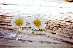 Daisy, Flowers, Wildflowers, Pair, White