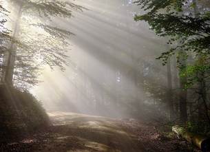 Morning, Fog, Sunbeam, Forest
